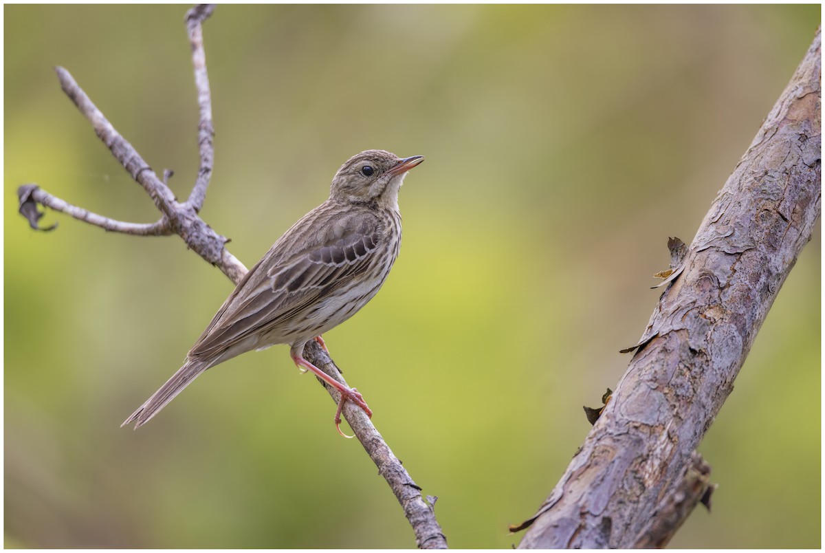 Tree Pipit - ML620233718