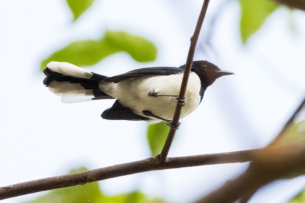 Tanahjampea Monarch - ML620233719