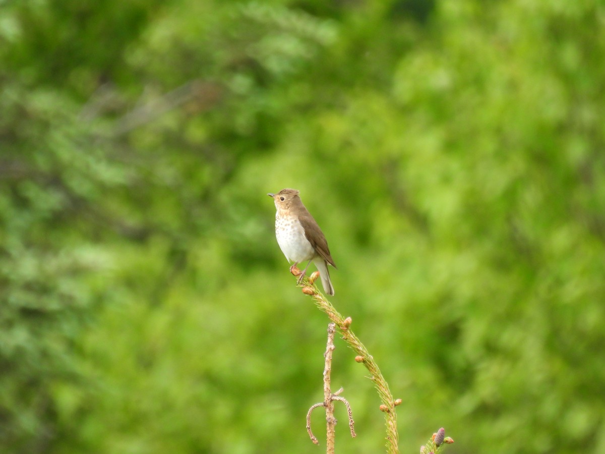 Swainson's Thrush - ML620233726