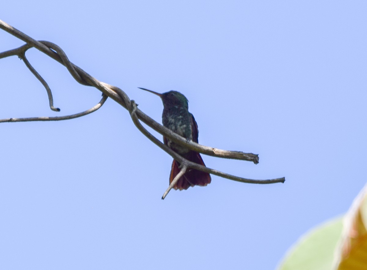 Berylline Hummingbird - ML620233729