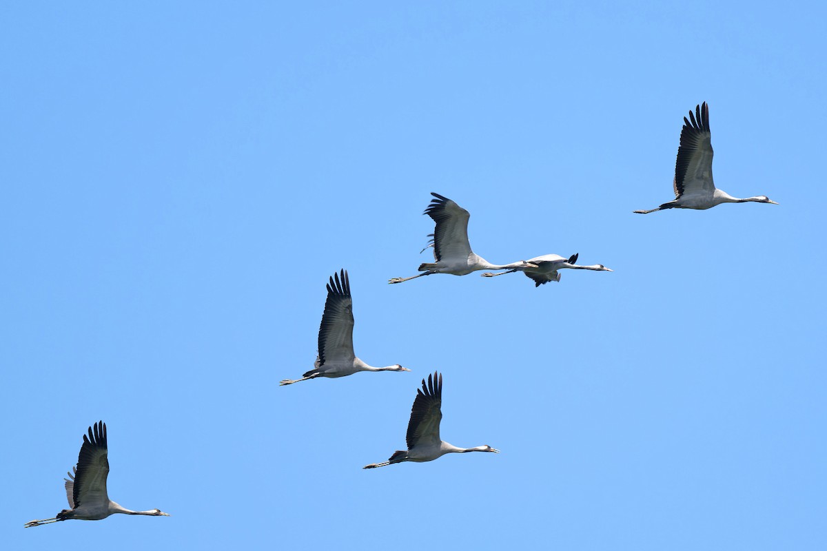 Common Crane - ML620233738