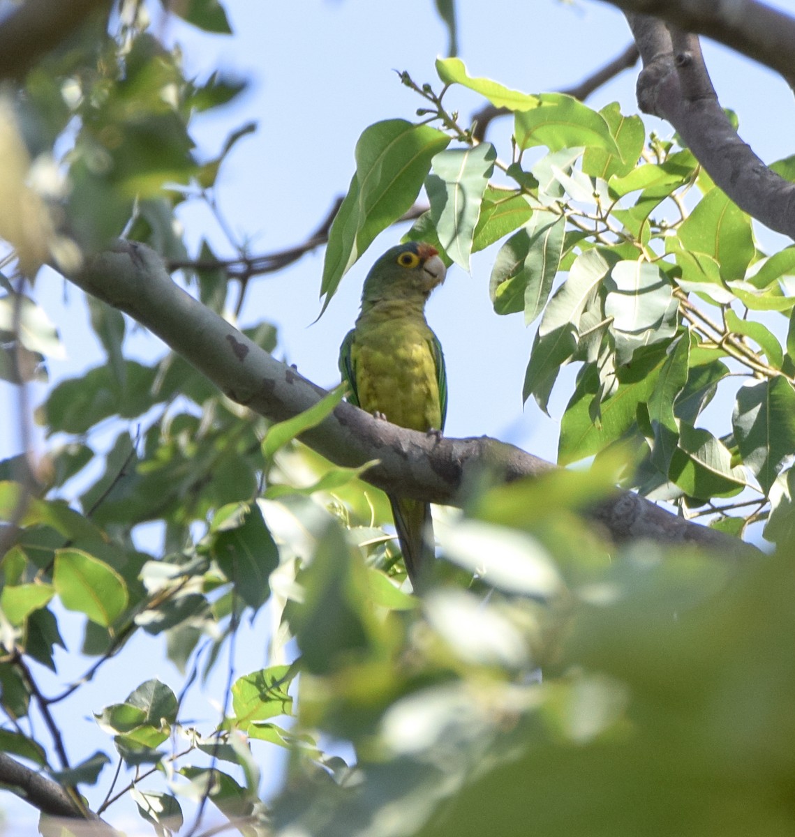 Aratinga Frentinaranja - ML620233745