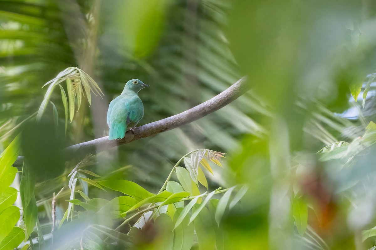 Black-naped Fruit-Dove - ML620233746