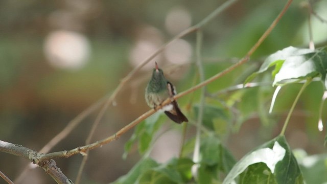 Berylline Hummingbird - ML620233749