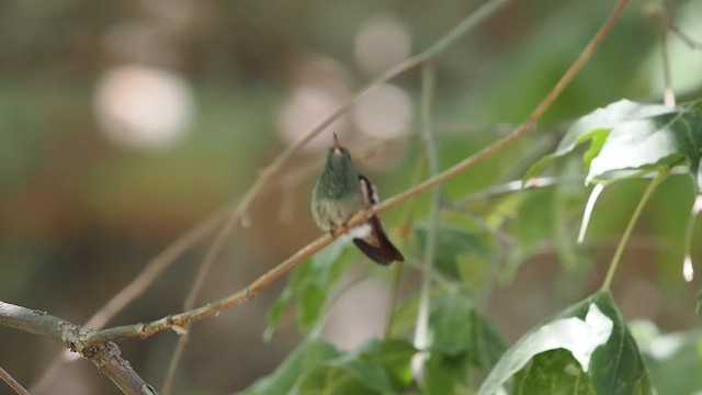 beryllkolibri - ML620233749