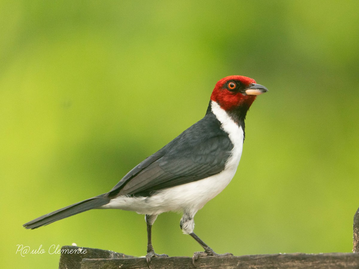 Red-capped Cardinal - ML620233752