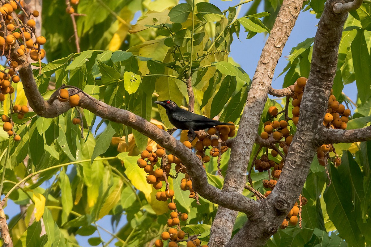 Short-tailed Starling - ML620233757