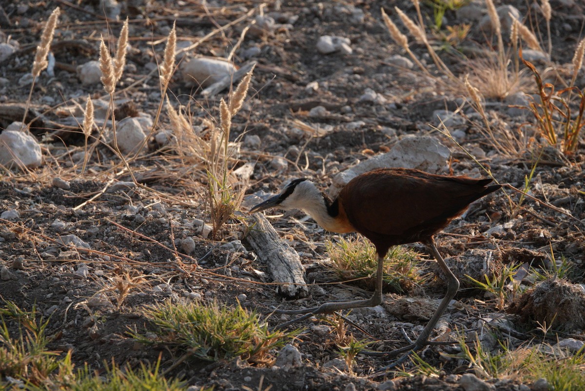 Jacana à poitrine dorée - ML620233760