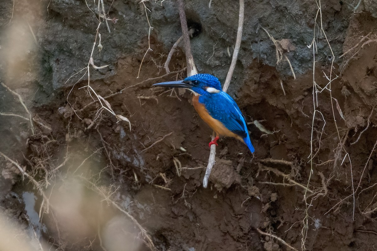 Common Kingfisher - ML620233763