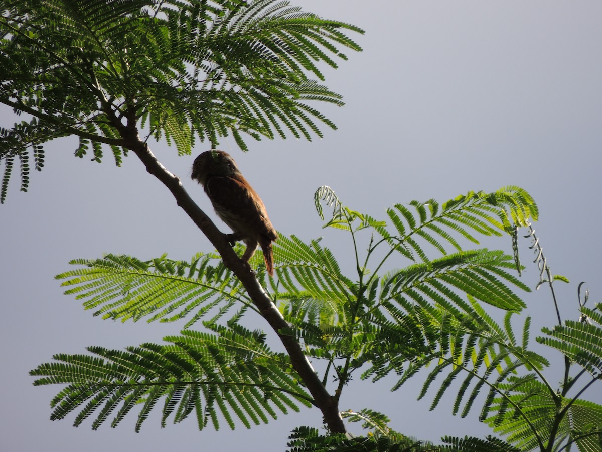 Ferruginous Pygmy-Owl - ML620233775