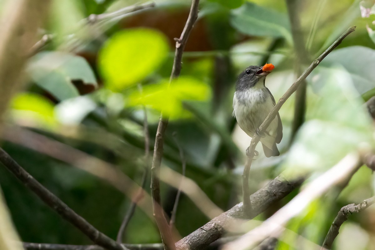 Red-chested Flowerpecker - ML620233777