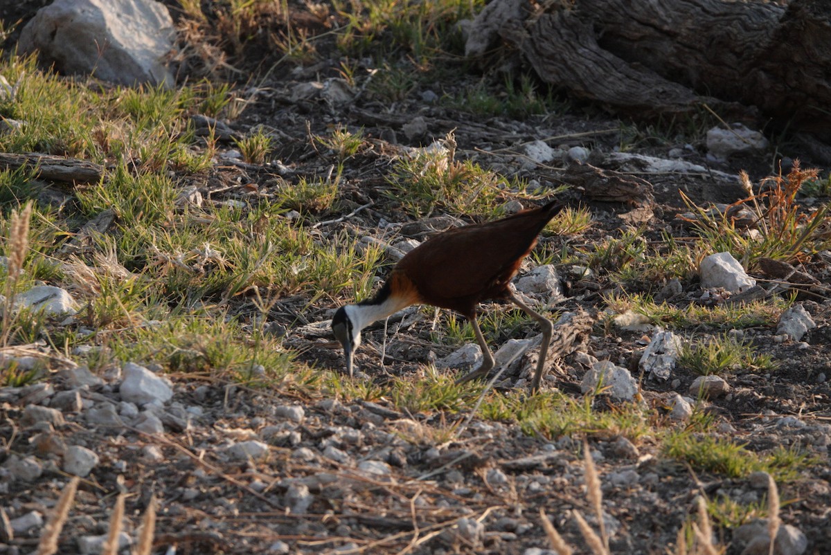 Jacana à poitrine dorée - ML620233784