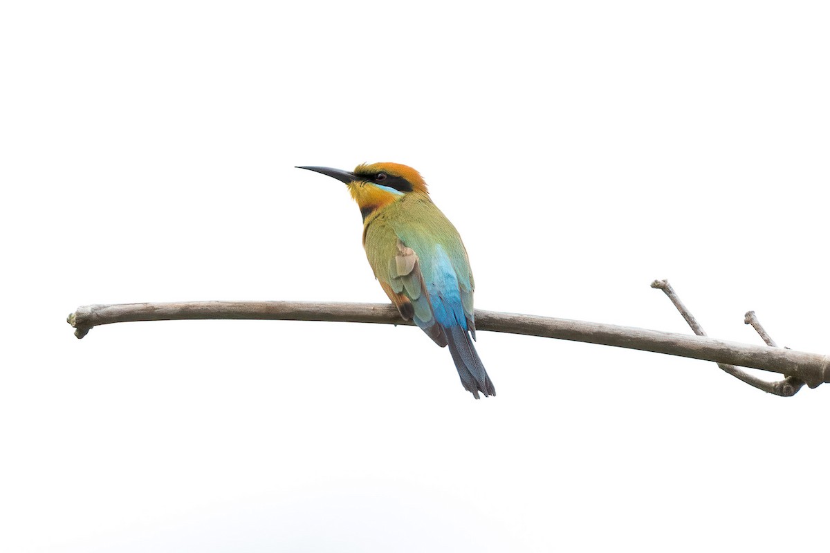 Rainbow Bee-eater - ML620233788