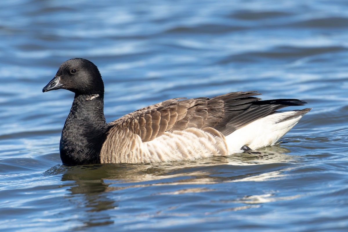 Brant - ML620233789