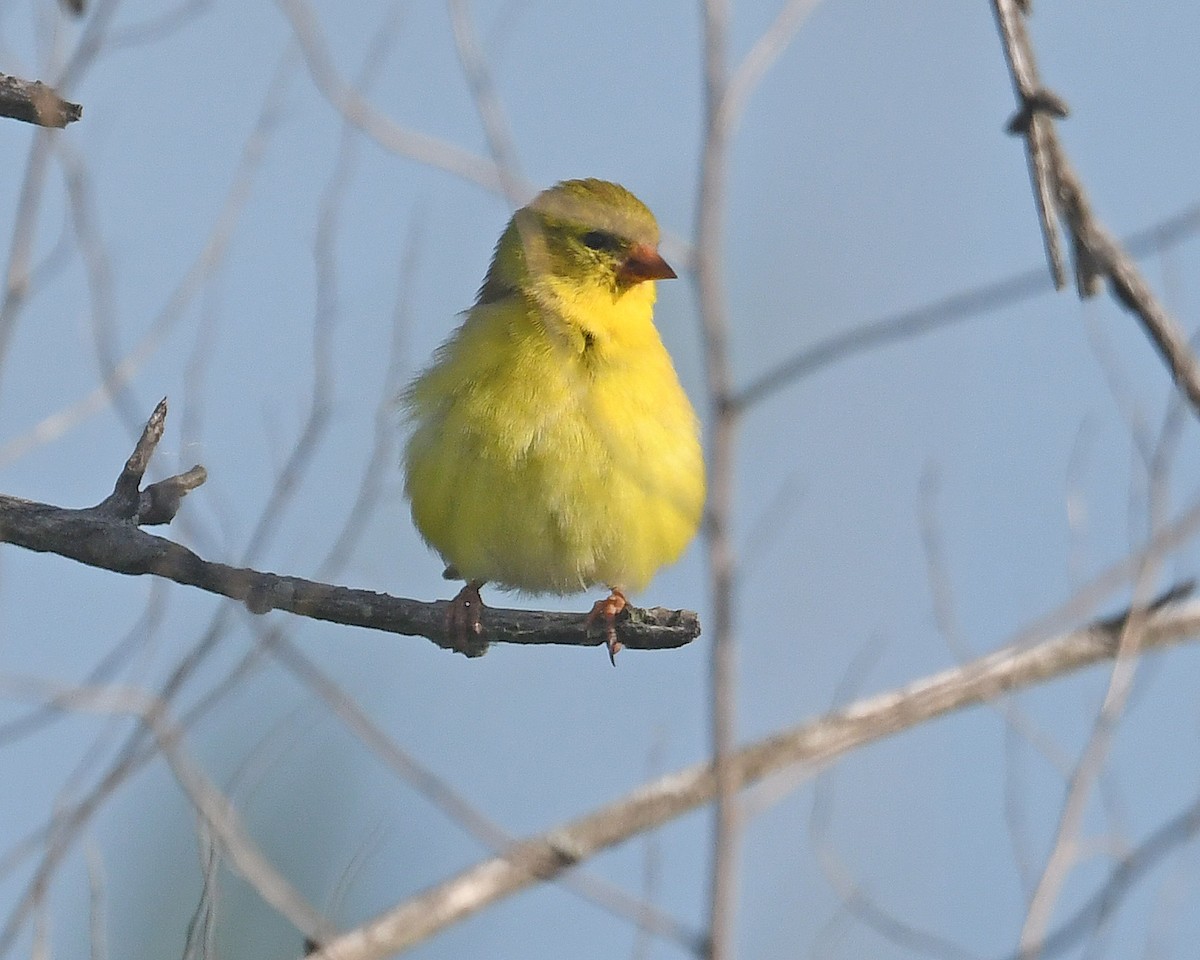 Chardonneret jaune - ML620233790