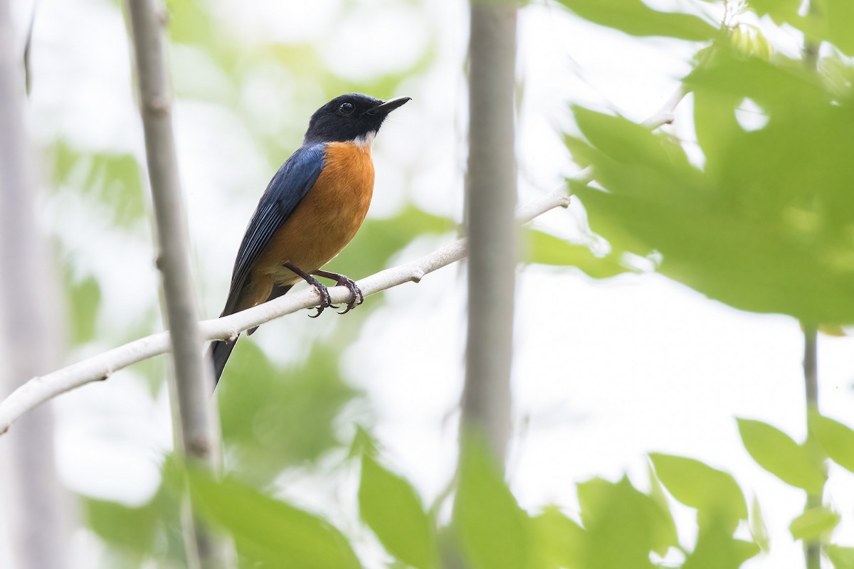 Sulawesi Blue Flycatcher (Tanahjampea) - ML620233792