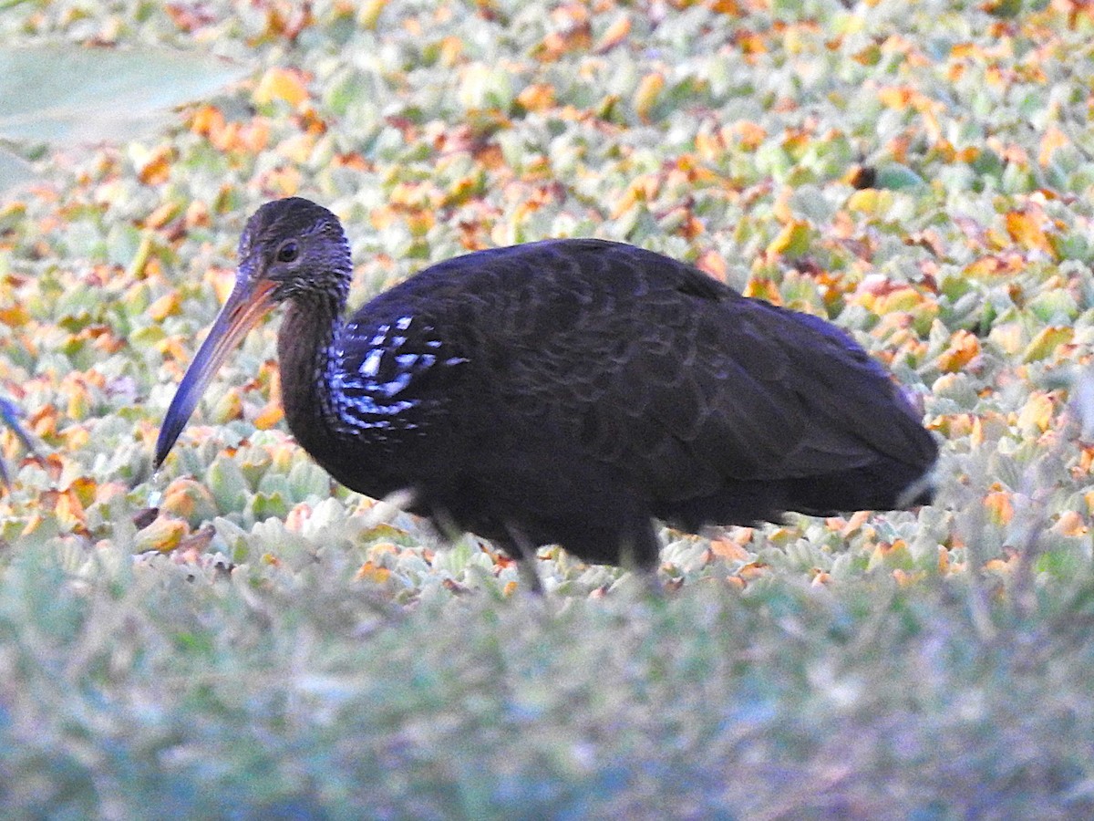 Limpkin - ML620233793