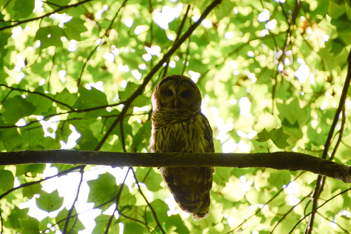 Barred Owl - ML620233797