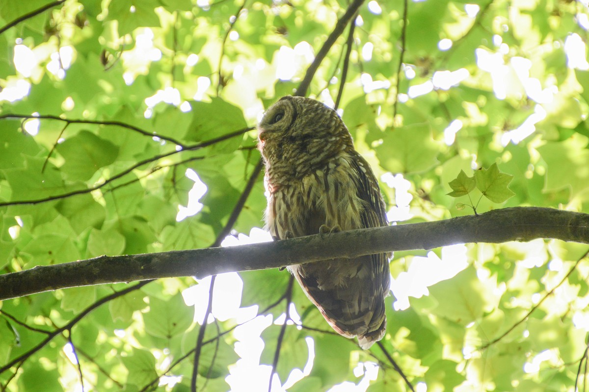 Barred Owl - ML620233798