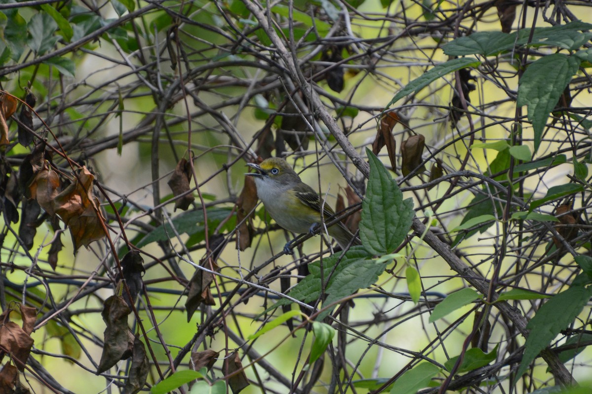 White-eyed Vireo - Emma Blackford