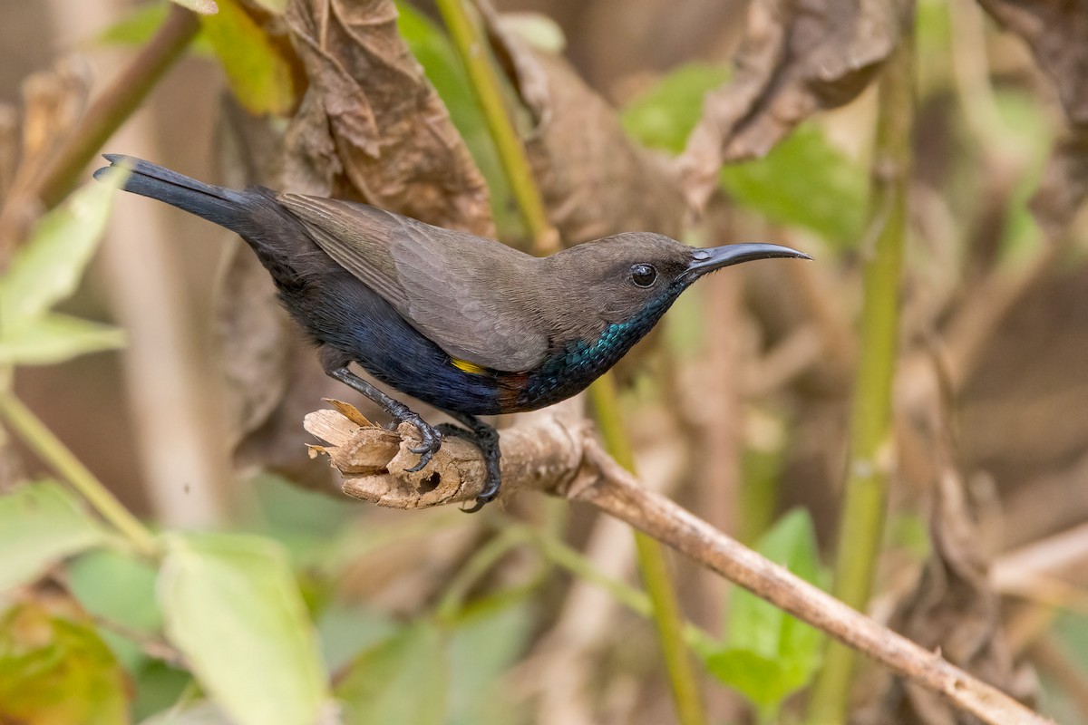 Flores Sea Sunbird - ML620233807