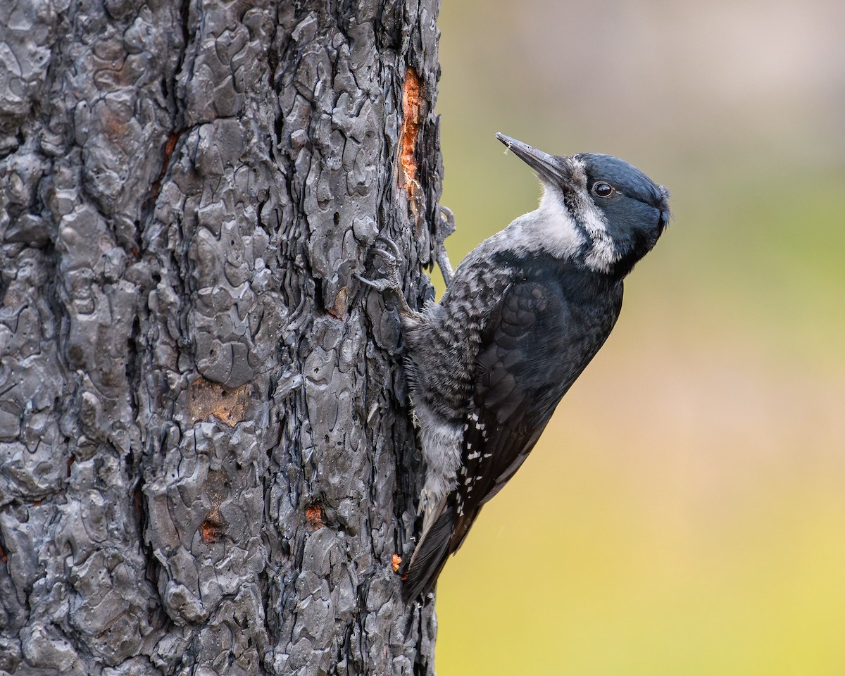 Black-backed Woodpecker - ML620233812