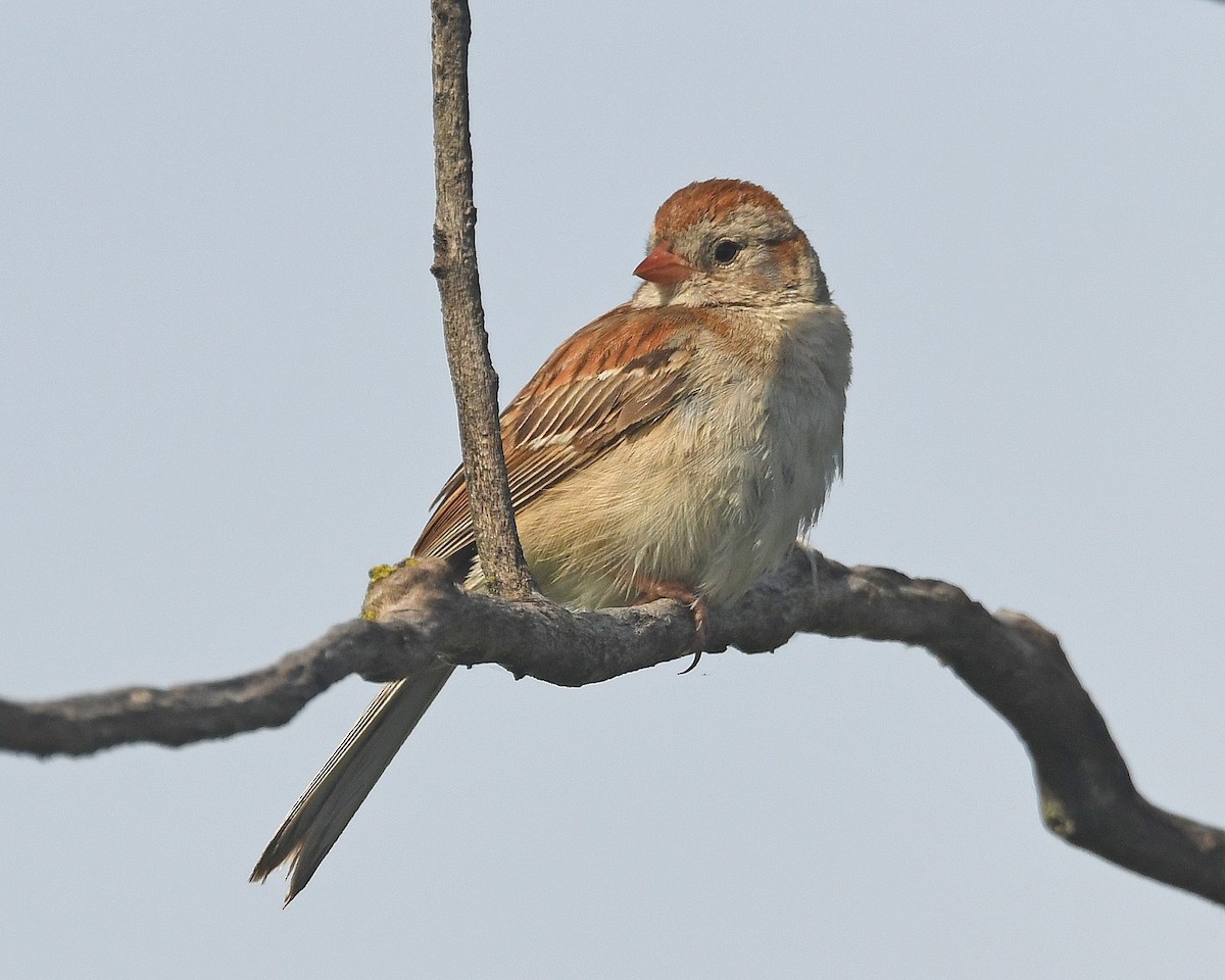 Field Sparrow - ML620233813