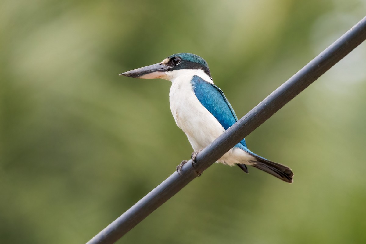 Collared Kingfisher - ML620233814