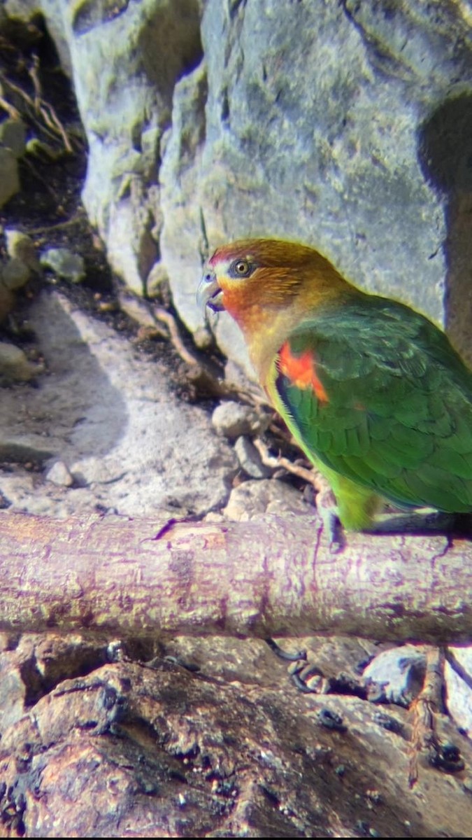 Rusty-faced Parrot - ML620233822