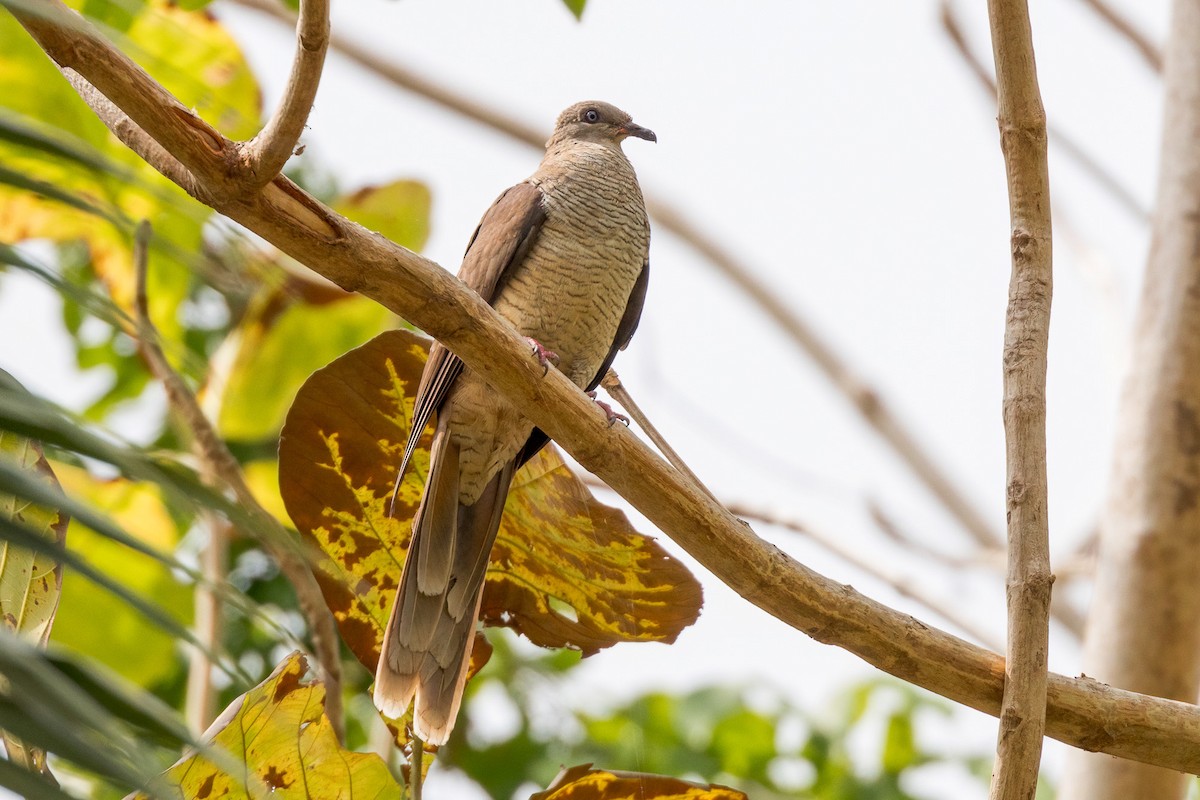 Flores Sea Cuckoo-Dove - ML620233823