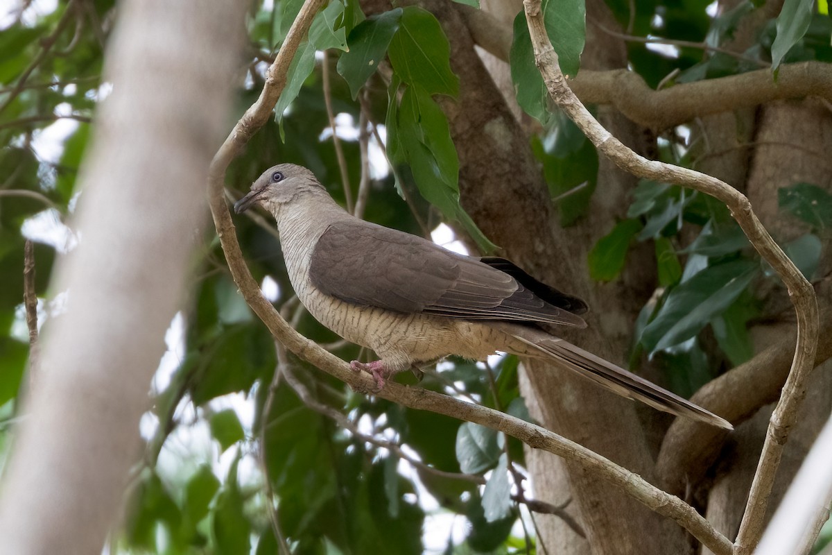 Flores Sea Cuckoo-Dove - ML620233824