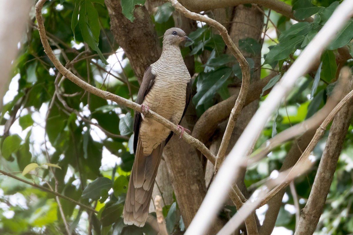 Flores Sea Cuckoo-Dove - ML620233825