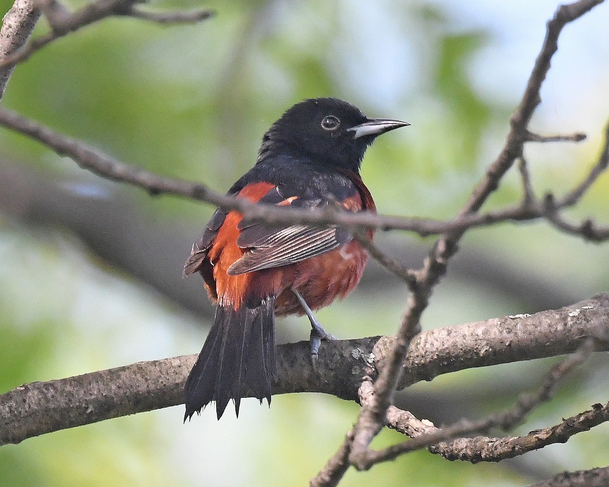 Orchard Oriole - ML620233826