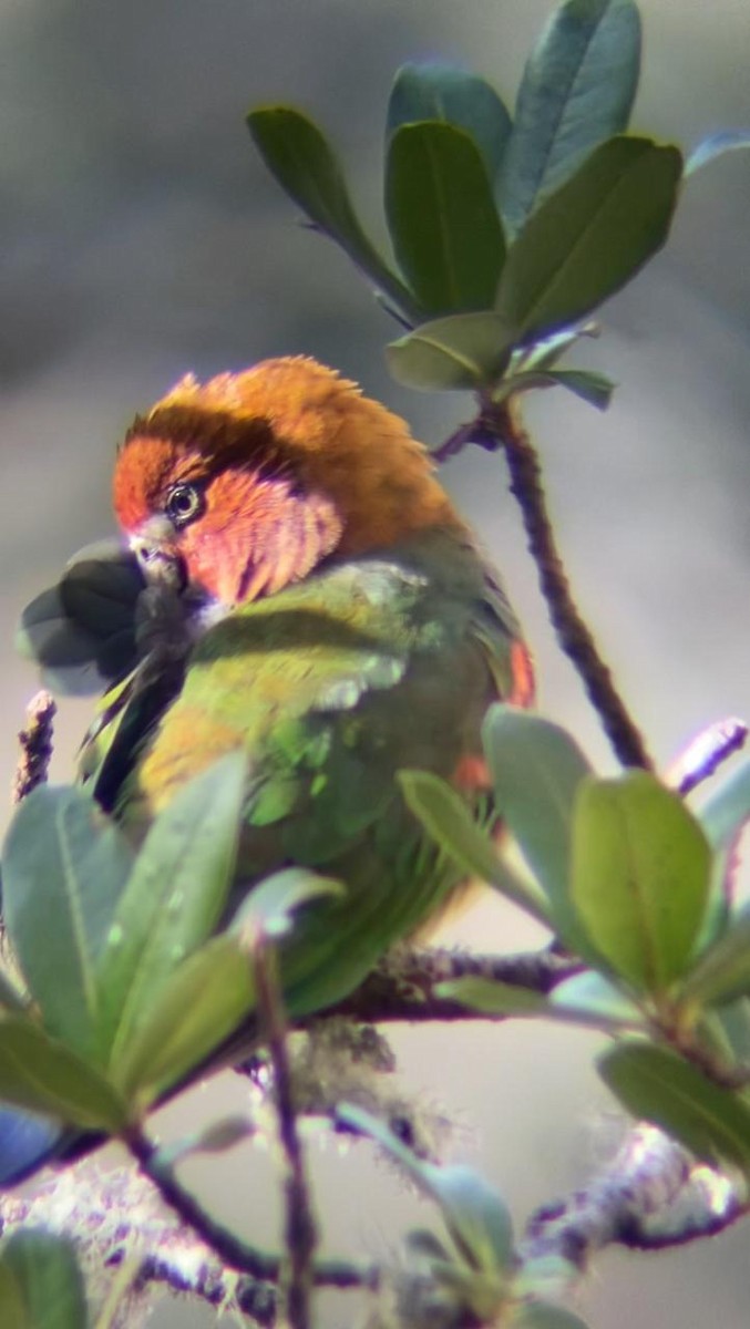 Rusty-faced Parrot - ML620233836
