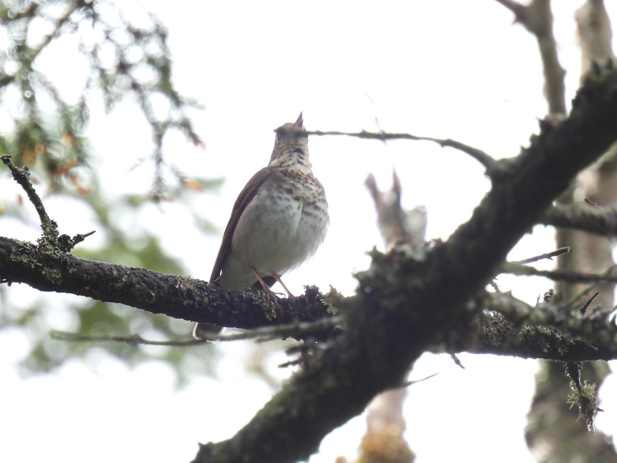 Swainson's Thrush - ML620233842