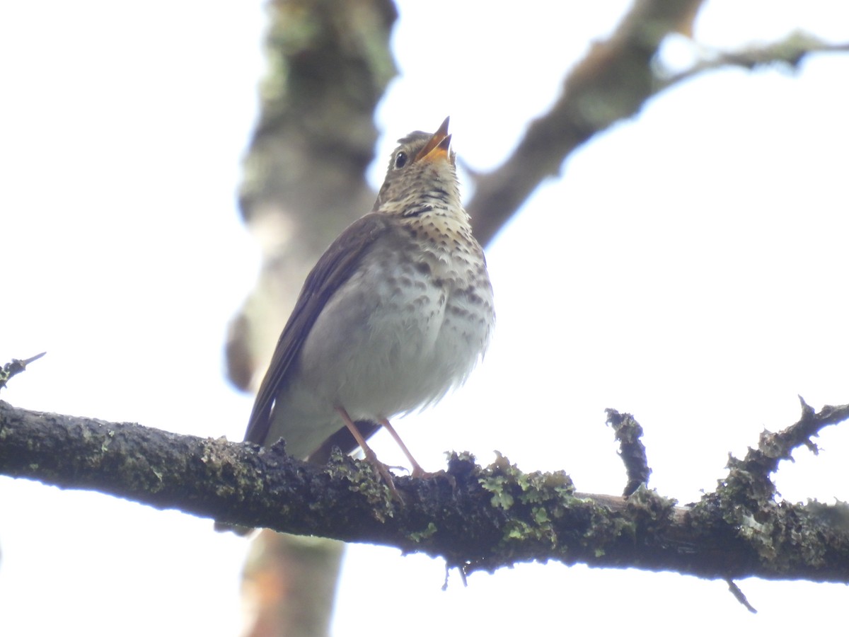 Swainson's Thrush - ML620233843