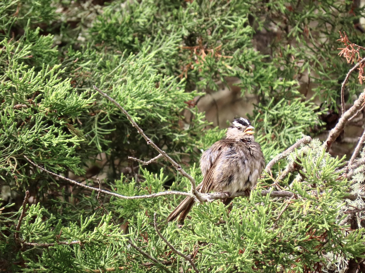 White-crowned Sparrow - ML620233850