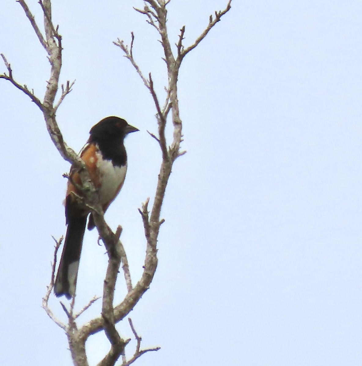 Spotted Towhee - ML620233853