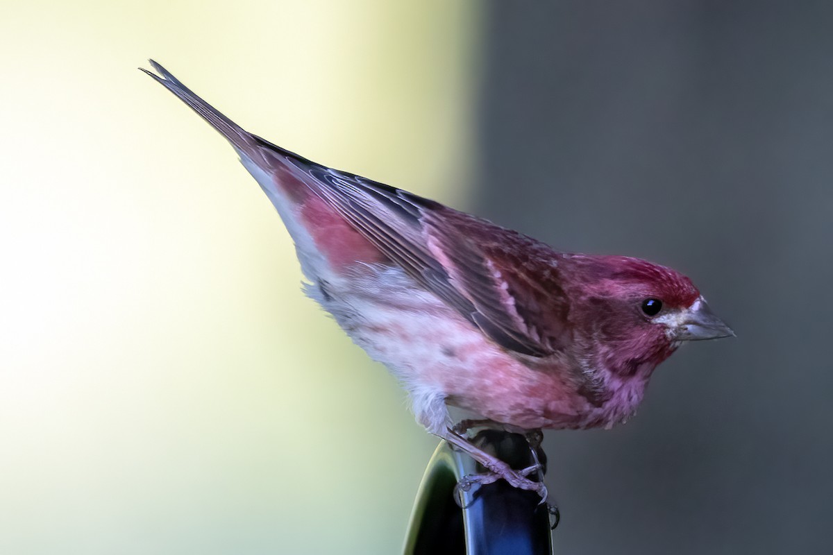 Purple Finch - ML620233855