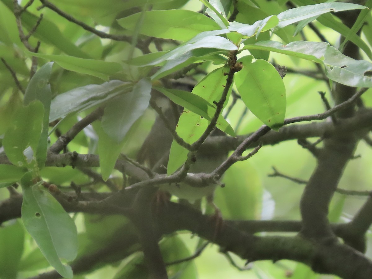 White-throated Sparrow - ML620233857