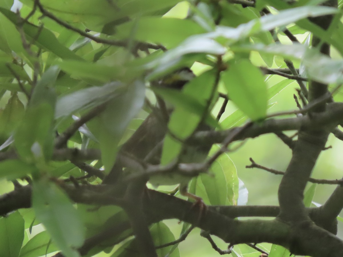 White-throated Sparrow - ML620233858