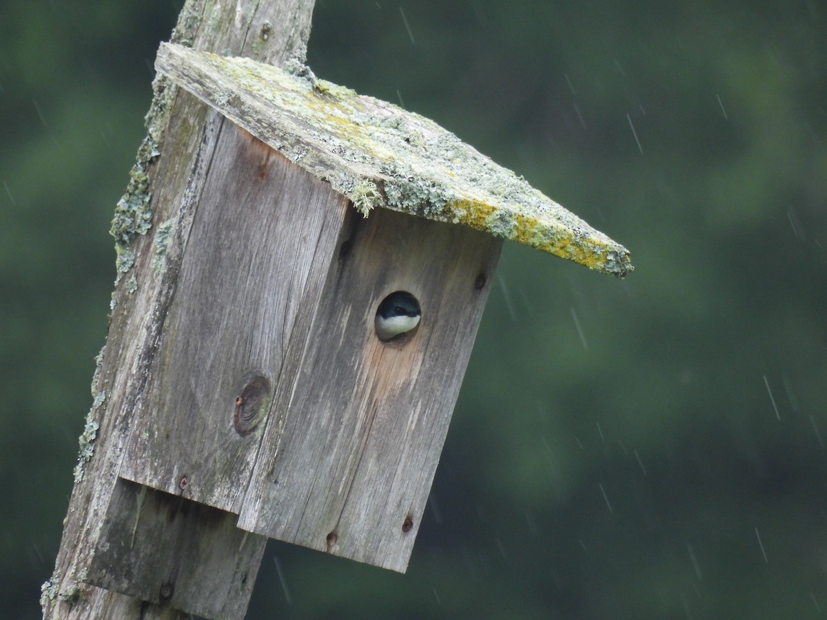 Tree Swallow - ML620233859