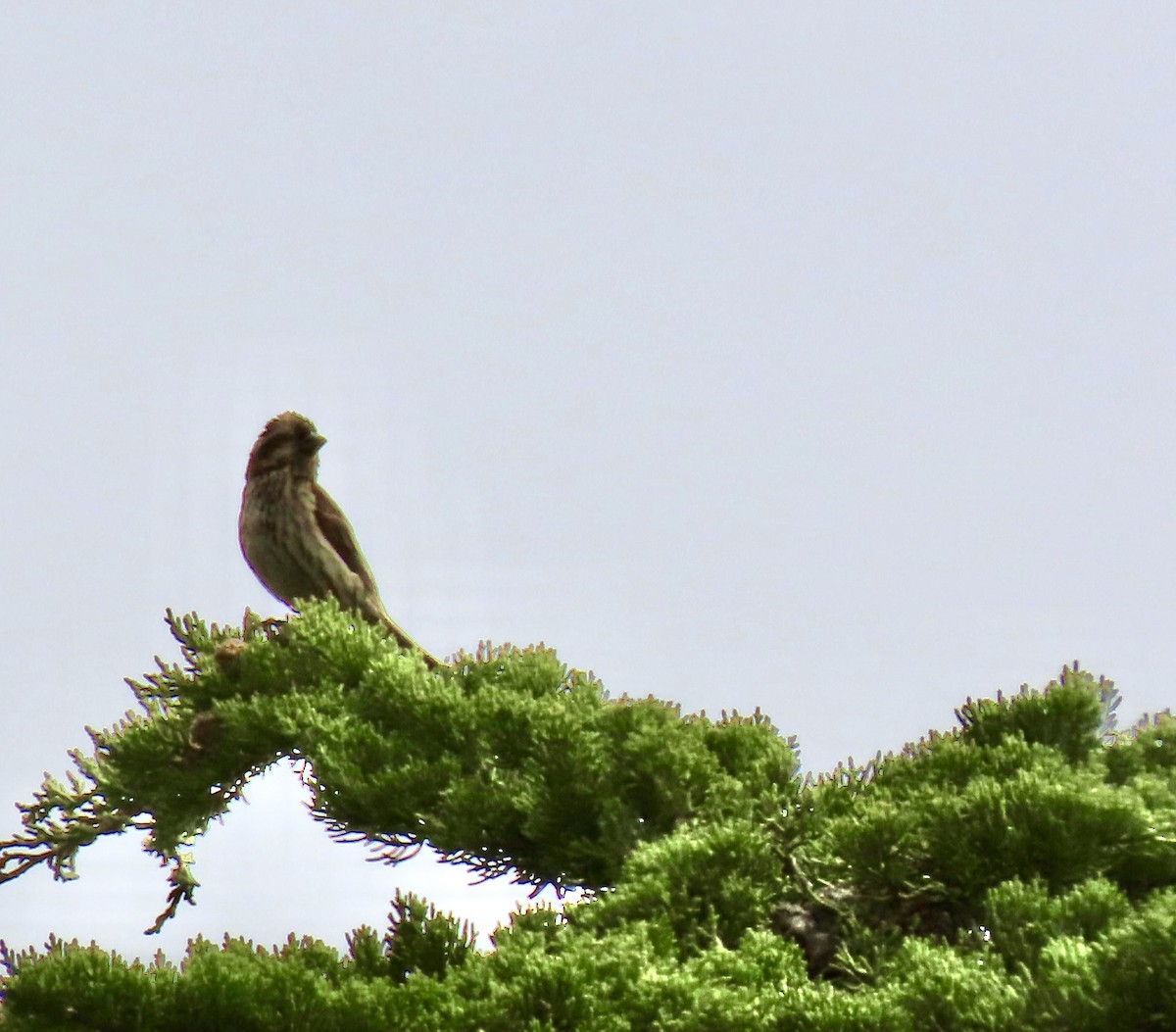 Purple Finch - ML620233860