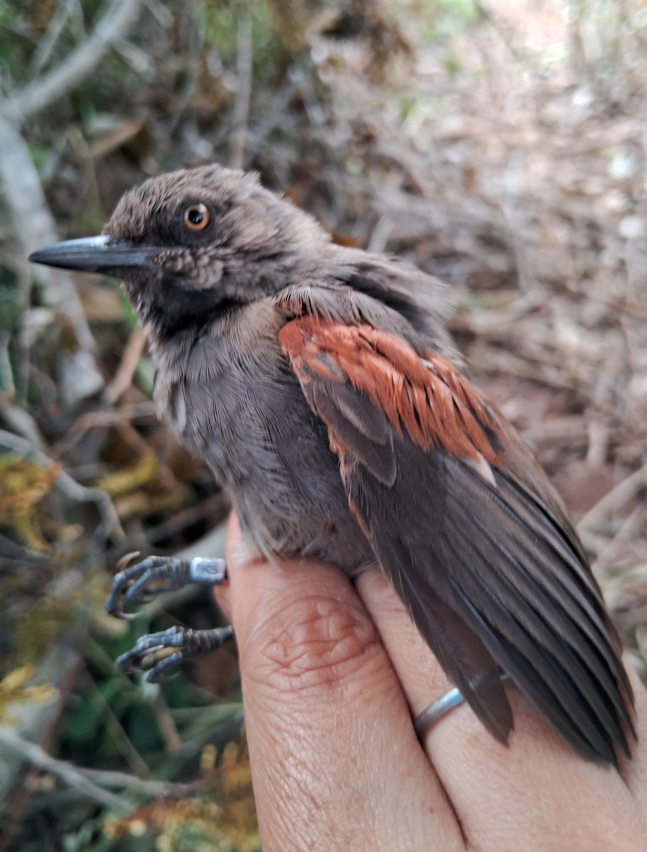 Red-shouldered Spinetail - ML620233897