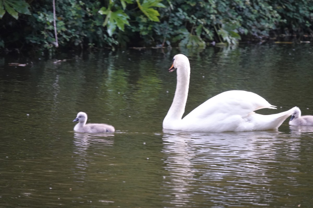 Mute Swan - ML620233898