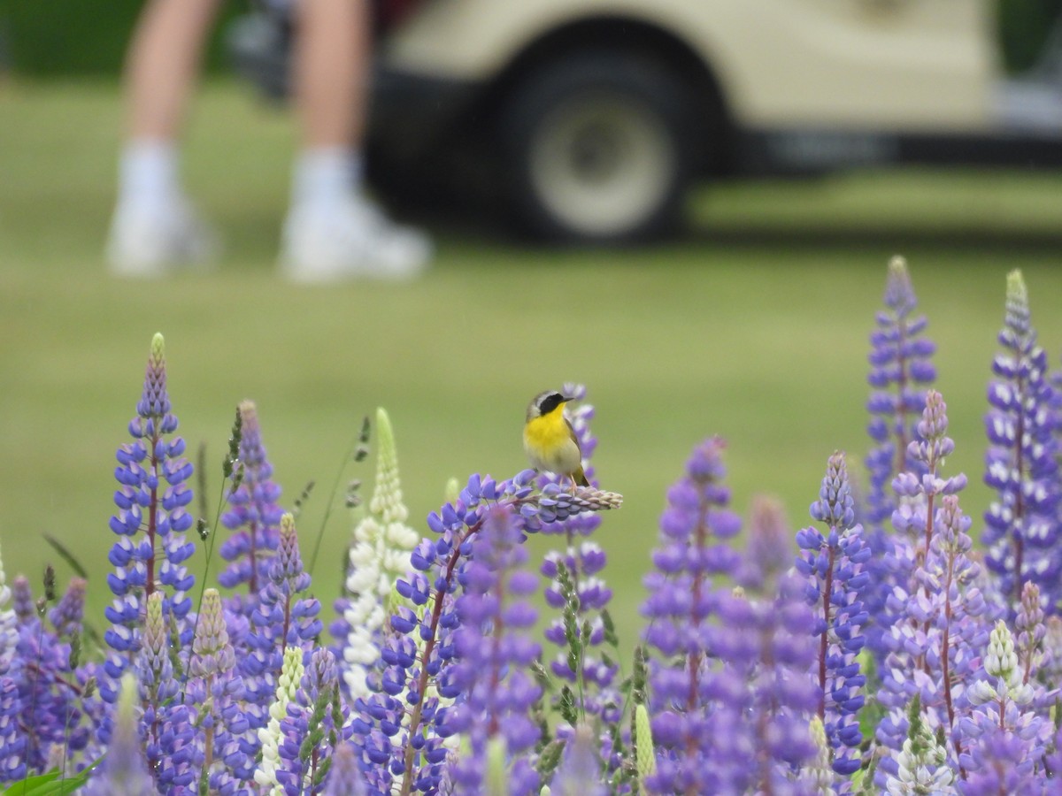 Common Yellowthroat - ML620233902