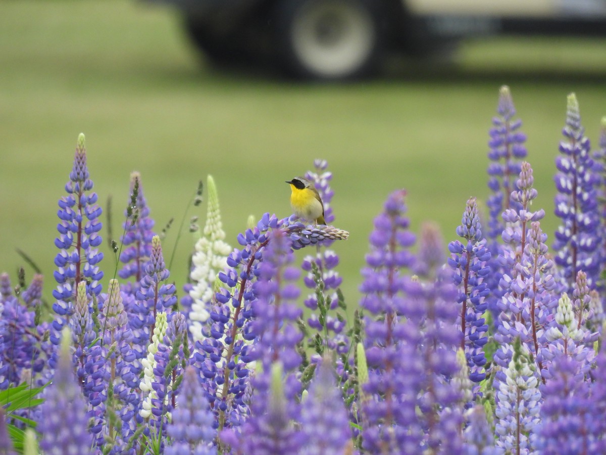 Common Yellowthroat - ML620233903