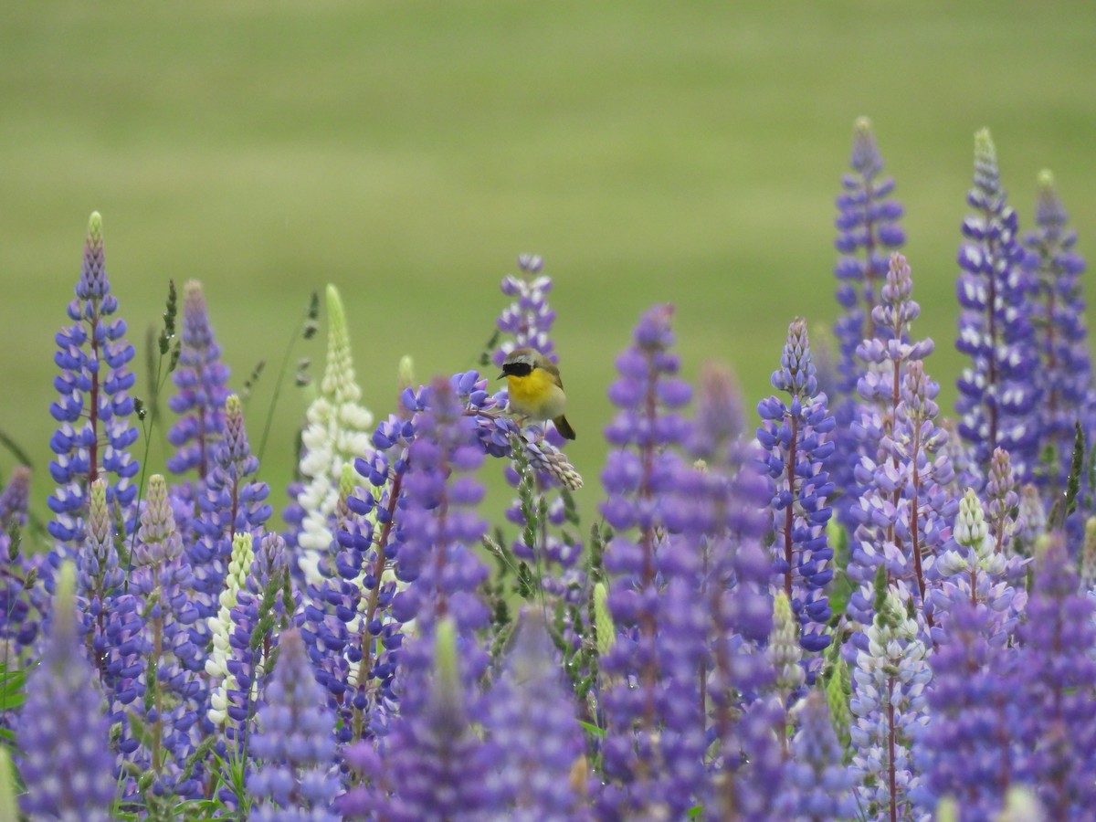 Common Yellowthroat - ML620233904