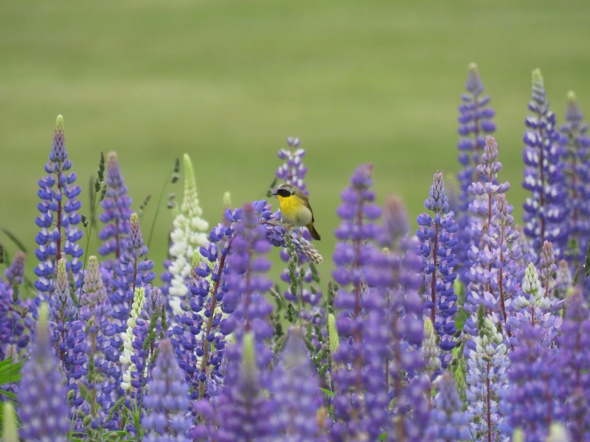 Common Yellowthroat - ML620233905