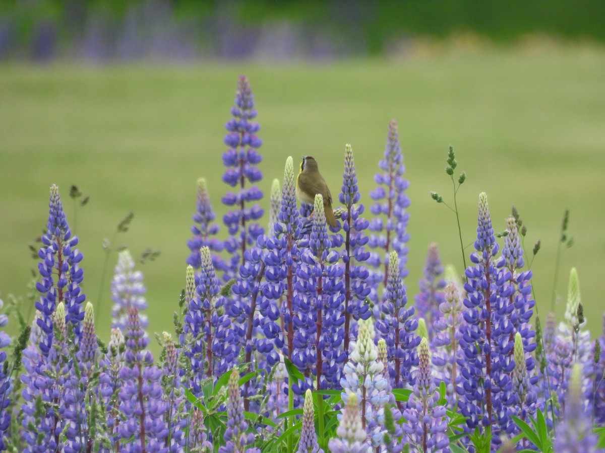 Common Yellowthroat - ML620233907